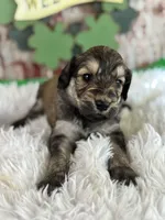 Tracy, a female Goldendoodle for sale in Lamar, MO – Photo 1 of 6