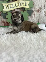 Tracy, a female Goldendoodle for sale in Lamar, MO – Photo 2 of 6