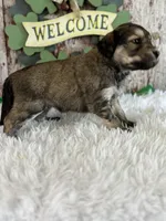 Tracy, a female Goldendoodle for sale in Lamar, MO – Photo 6 of 6