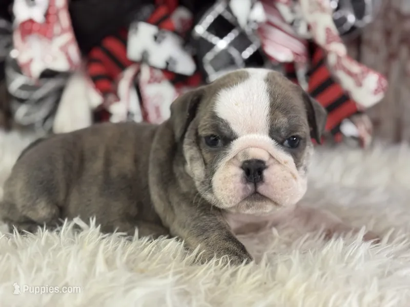Axel – English Bulldog puppy for sale in Lamar, MO