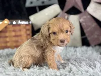 Lukas, a male Miniature Aussiedoodle for sale in Lamar, MO – 2 of 7