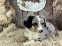 Elvis, a male Toy Australian Shepherd for sale in Lamar, MO – 4 of 6