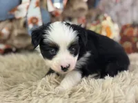 Bosco, a male Toy Australian Shepherd for sale in Lamar, MO – 3 of 6