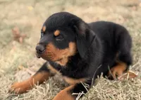 Draco, a male Rottweiler for sale in Lamar, MO – 5 of 8