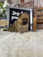 Sissi, a female Pomeranian for sale in Lamar, MO – 3 of 4