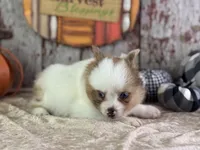 Sienna, a female Pomeranian for sale in Lamar, MO – 6 of 7
