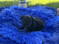 Betty Boop, a female Miniature Schnauzer for sale in Lamar, MO – 7 of 7