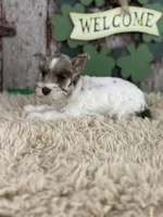 Peaches, a female Miniature Schnauzer for sale in Lamar, MO – Photo 1 of 6
