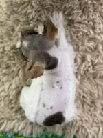 Peaches, a female Miniature Schnauzer for sale in Lamar, MO – Photo 2 of 6