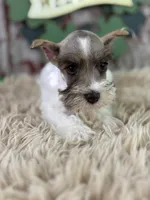 Peaches, a female Miniature Schnauzer for sale in Lamar, MO – Photo 3 of 6