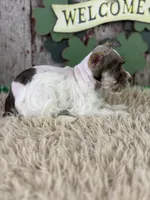 Peaches, a female Miniature Schnauzer for sale in Lamar, MO – Photo 4 of 6