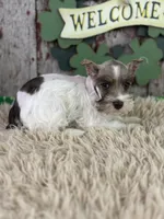 Peaches, a female Miniature Schnauzer for sale in Lamar, MO – Photo 5 of 6