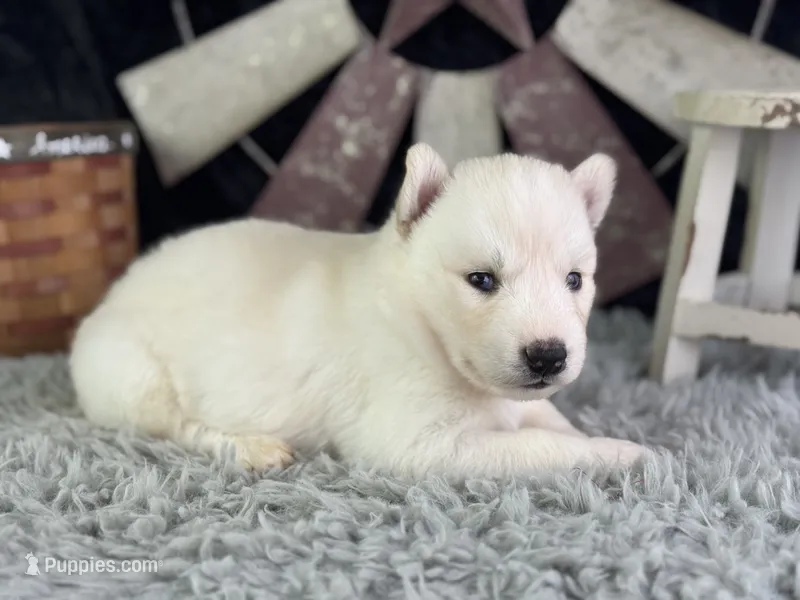 Alma – Siberian Husky puppy for sale in Lamar, MO