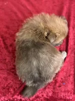 Simon, a male Pomeranian for sale in Lamar, MO – Photo 4 of 4