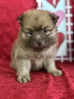 Simon, a male Pomeranian for sale in Lamar, MO – Photo 1 of 4