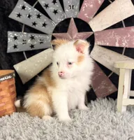 Albus, a male Pomeranian for sale in Lamar, MO – 6 of 7