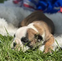 Wisper, a female English Bulldog for sale in Lamar, MO – 2 of 7