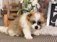 Ezzo, a male Pomeranian for sale in Lamar, MO – 2 of 7