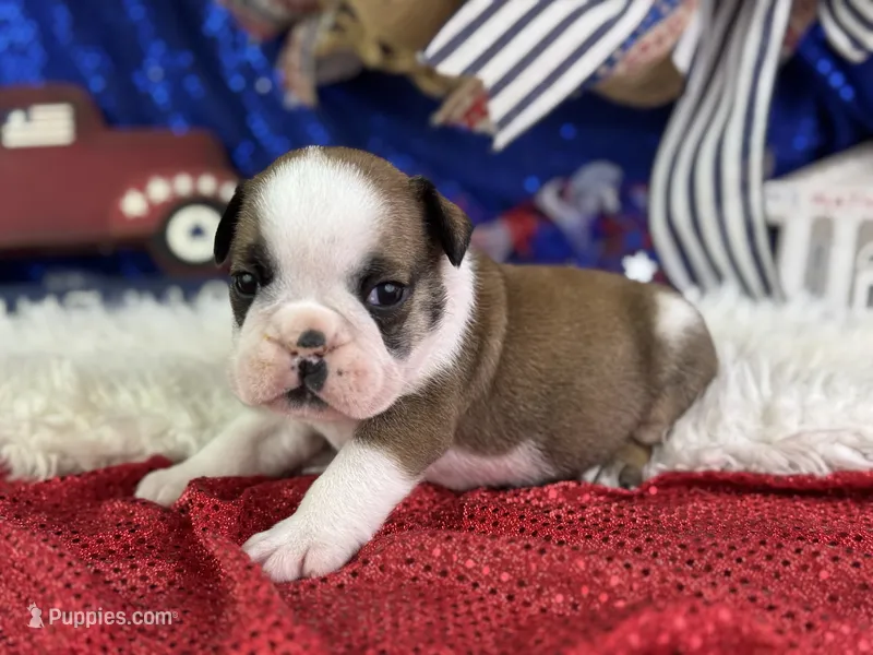 Webber – English Bulldog puppy for sale in Lamar, MO