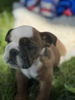 Whoopi, a female English Bulldog for sale in Lamar, MO – 4 of 7