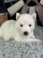 Alma, a female Siberian Husky for sale in Lamar, MO – 3 of 6