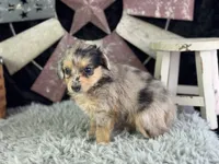 Lessa, a female Miniature Aussiedoodle for sale in Lamar, MO – 7 of 8