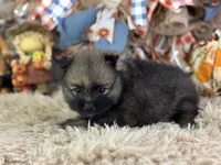 Fudge, a male Pomeranian for sale in Lamar, MO – 4 of 6
