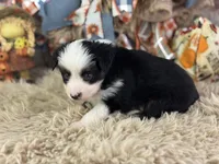 Bosco, a male Toy Australian Shepherd for sale in Lamar, MO – 5 of 6