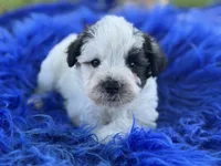 Bessie, a female Miniature Schnauzer for sale in Lamar, MO – 1 of 7