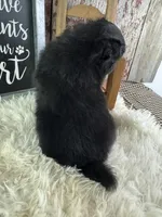sterling, a male Pomeranian for sale in Lamar, MO – 2 of 4