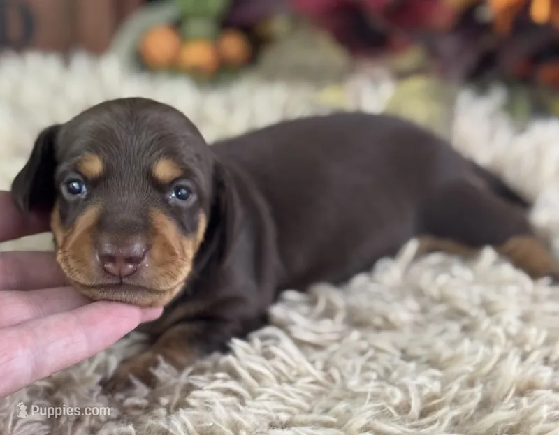 Mirko – Miniature Dachshund puppy for sale in Lamar, MO