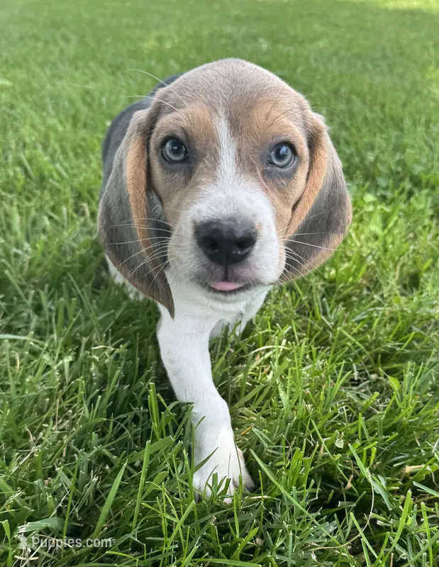 Paul – Beagle puppy for sale in Lamar, MO