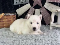 Alma, a female Siberian Husky for sale in Lamar, MO – 5 of 6