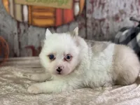 Scooby, a male Pomeranian for sale in Lamar, MO – 3 of 6