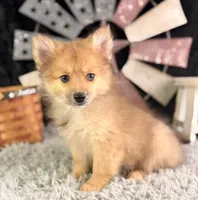 Alvin, a male Pomeranian for sale in Lamar, MO – 2 of 8