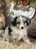 Elvis, a male Toy Australian Shepherd for sale in Lamar, MO – 1 of 6