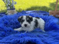 Bangle, a male Miniature Schnauzer for sale in Lamar, MO – 3 of 7