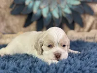 Jolene, a female Cocker Spaniel for sale in Lamar, MO – 3 of 6