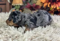 Markos, a male Miniature Dachshund for sale in Lamar, MO – 7 of 8
