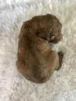 Danny, a male Poodle - Multi-Colored Standard and Poodle - Standard  for sale in Lamar, MO – Photo 3 of 4