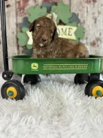 Danny, a male Poodle - Multi-Colored Standard and Poodle - Standard  for sale in Lamar, MO – Photo 1 of 4