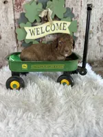 Danny, a male Poodle - Multi-Colored Standard and Poodle - Standard  for sale in Lamar, MO – Photo 4 of 4