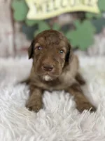 Danny, a male Poodle - Multi-Colored Standard and Poodle - Standard  for sale in Lamar, MO – Photo 2 of 4