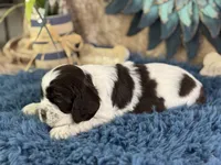 Jagger, a male Cocker Spaniel for sale in Lamar, MO – 3 of 6
