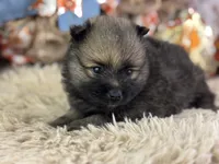 Fudge, a male Pomeranian for sale in Lamar, MO – 5 of 6