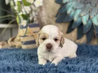 Juno, a male Cocker Spaniel for sale in Lamar, MO – 3 of 6