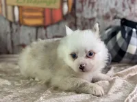Scooby, a male Pomeranian for sale in Lamar, MO – 4 of 6