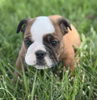 Whoopi, a female English Bulldog for sale in Lamar, MO – 6 of 7