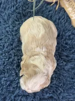 Jax, a male Cocker Spaniel for sale in Lamar, MO – 6 of 6