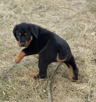 Darcy, a female Rottweiler for sale in Lamar, MO – 5 of 8